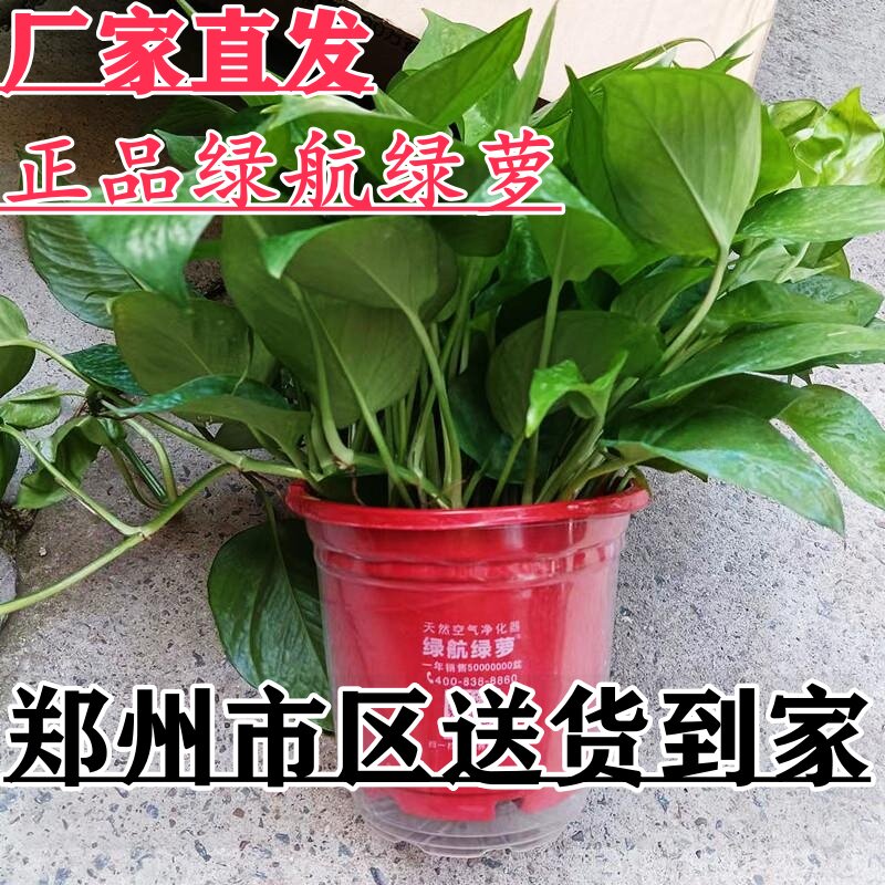 正品绿航绿萝高红盆自动吸水带盆桌面绿植