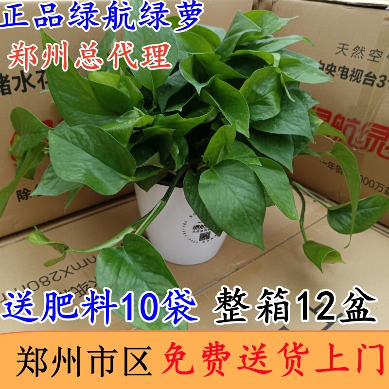 绿航绿萝室内吸收甲醛送货上门