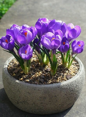 药用番红花可食用种球可观赏泡茶藏红花植物耐寒绿植花卉盆栽种子