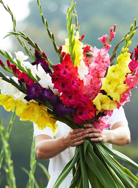 10颗剑兰种球花卉唐菖蒲盆栽四季室内外耐寒多年生浓香精选大球