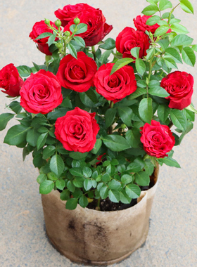 3颗9.9元玫瑰月季花苗盆栽阳台花卉植物易成活四季月季花苗大花朵