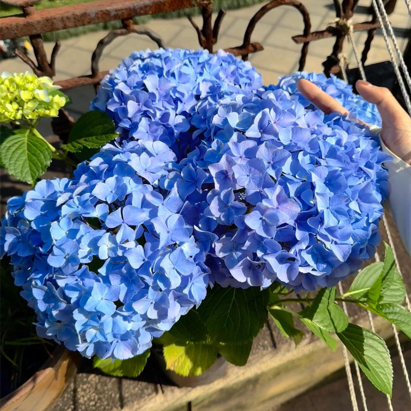 绣球花苗盆栽庭院室内阳台耐寒苗