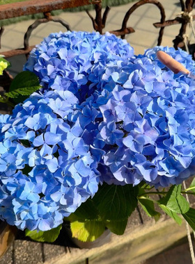 绣球花苗盆栽庭院室内阳台耐寒爬藤植物花卉无尽夏八仙花四季开花