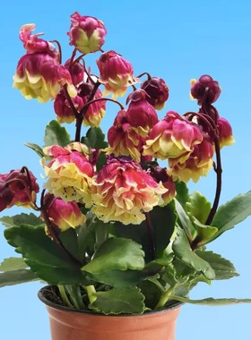 重瓣宫灯长寿花苗盆栽带花苞四季灯笼花卉绿植室内好养常年开花