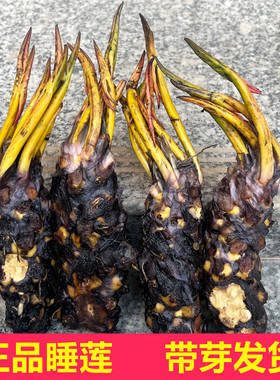 大睡莲水培植物大根块碗莲花卉室内好养四季开花水养池塘荷花盆栽