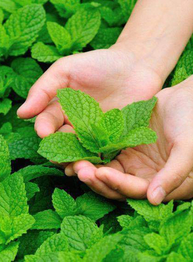 可食用薄荷种子盆栽种籽子猫薄荷种孑留兰香籽阳台驱蚊观叶清香味