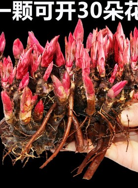 重瓣芍药花苗带芽根块四季多年生花卉阳台盆栽开花植物庭院耐寒花