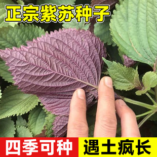 紫苏种子可食用双面红紫苏大叶紫苏种子四季耐热阳台盆栽蔬菜种子
