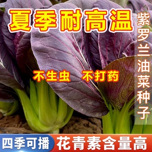 超耐热紫罗兰紫油菜种籽紫色上海青小青菜四季 播阳台盆栽蔬菜种子