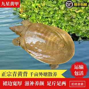 九星外塘青黄背生态甲鱼鲜活食用中华鳖野外放养活水王八团鱼龟鳖