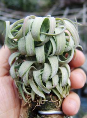 国内手播空凤品种植物无土室内装饰T. Royal Tornado皇家龙卷风