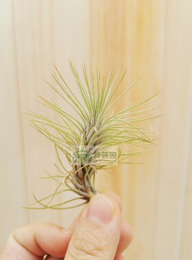 展示 Tillandsia funckiana v. recurvifolia 银狐