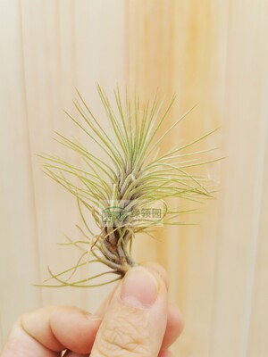 展示 Tillandsia funckiana v. recurvifolia 银狐
