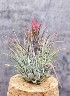 空气凤梨无土 Tillandsia ionantha 'Hand Grenade' 手榴弹精灵
