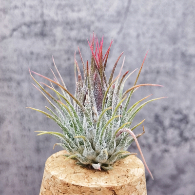 空气凤梨无土 Tillandsia ionantha 'Hand Grenade' 手榴弹精灵