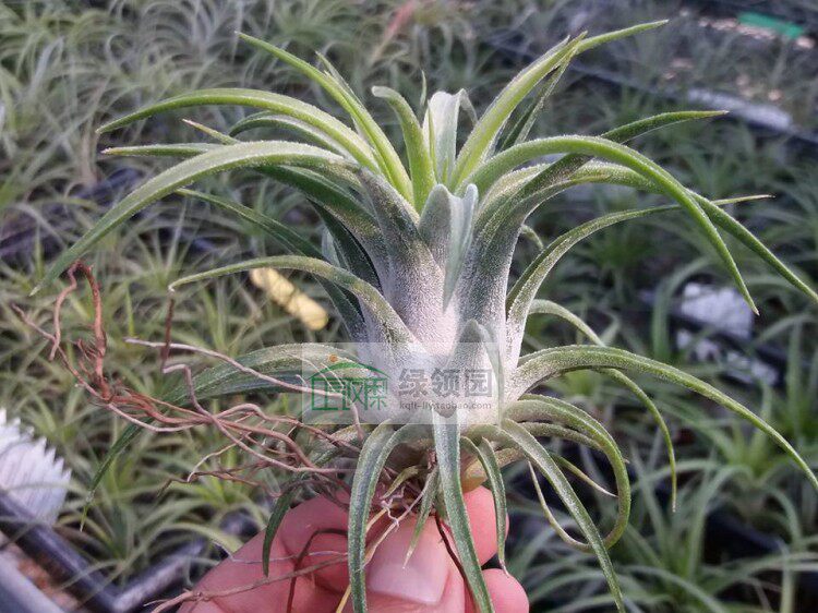 空凤室内无土T. ionantha v.van-hyningii x 'Joel'万汗x章鱼精灵