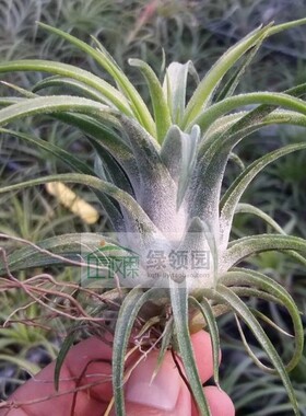 空凤室内无土T. ionantha v.van-hyningii x 'Joel'万汗x章鱼精灵