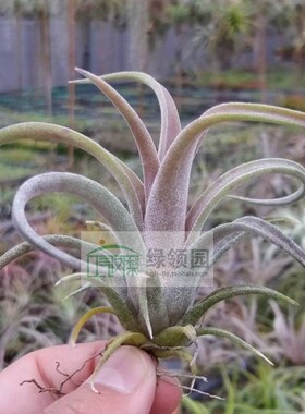 展 T.'Sherbert'x guerreroensis(花中x红女王）x guerreroensis