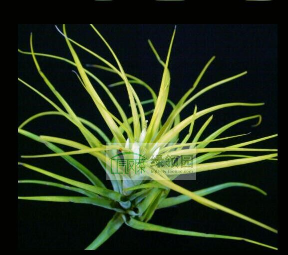 展示 空凤  热带 Tillandsia brachycaulos 'Sunglow' 白花贝可利