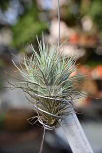 展示 空气凤梨 热带珍品 Tillandsia heteromorpha 大狐尾