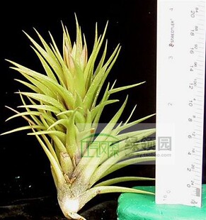 展示 空气凤梨 Tillandsia Neglecta Giant 日本巨型