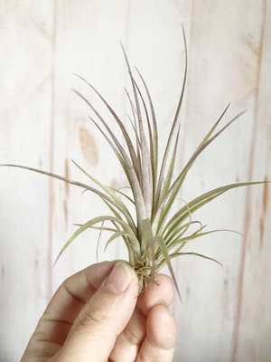 展示 空凤 Tillandsia Der Allerbeste seedling 红杉x香槟实生苗