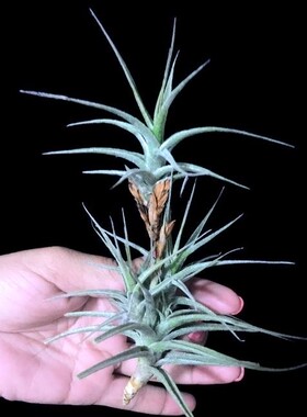 展示 热带 Tillandsia latifolia cv.'Tom Thumb'小型花梗芽毒药