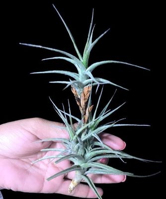 展示 热带 Tillandsia latifolia cv.'Tom Thumb'小型花梗芽毒药