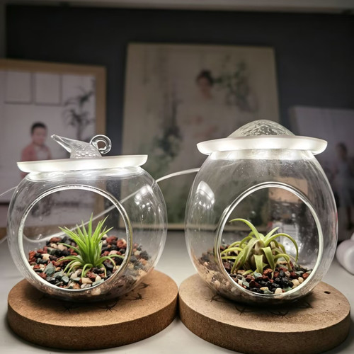 玻璃灯景 绿领园空气凤梨伴手礼 节日礼品 室内创意懒人植物摆件