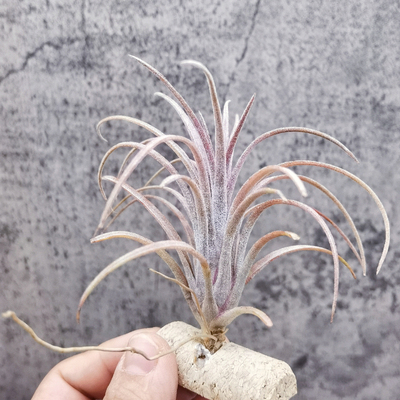 室内无土绿领园空气凤梨精灵热带