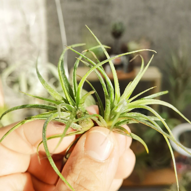 直播 一物一拍 手播品种 T.Oriental Fire Beauty 东方火美人