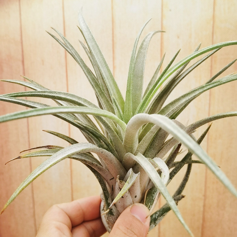 绿领园空气凤梨室内装饰无土 Chiapensis x Mitlaensis 香槟x子弹