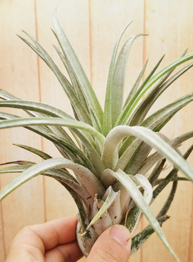 绿领园空气凤梨室内装饰无土 Chiapensis x Mitlaensis 香槟x子弹