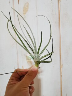 展示 空气凤梨 Tillandsia Tortillas毛毛型品种