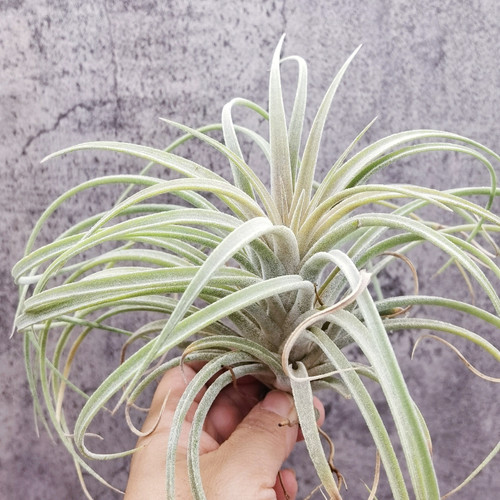 空气凤梨植物室内装饰无土热带品种 Silver Trinket 香槟精灵 - 封面