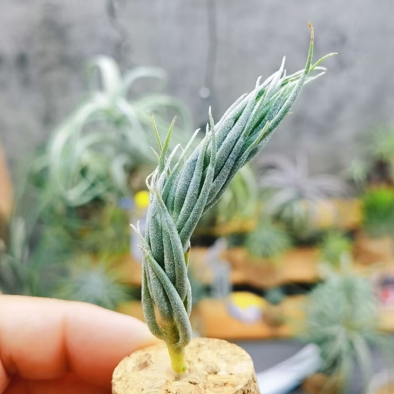 直播 一物一拍 T. burle-marxii 微型品种（种株）德国KK