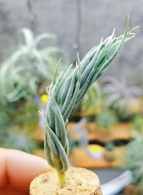 直播 一物一拍 T. burle-marxii 微型品种（种株）德国KK