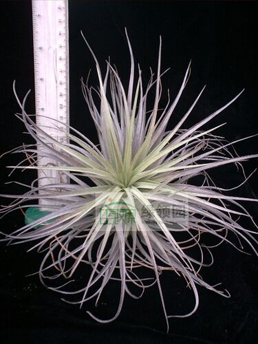 展示 空气凤梨 Tillandsia Stricta Soft Purple多国软紫