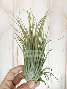 空气凤梨 T.Ionantha Rosita x Magnusiana玫瑰精灵x大白毛