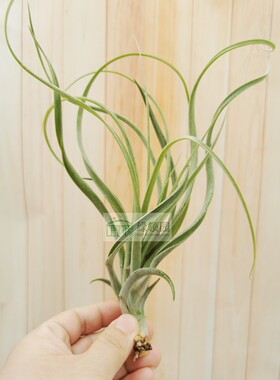 展示 空凤 Tillandsia Achyrostachys x Exserta 红粉佳人x喷泉