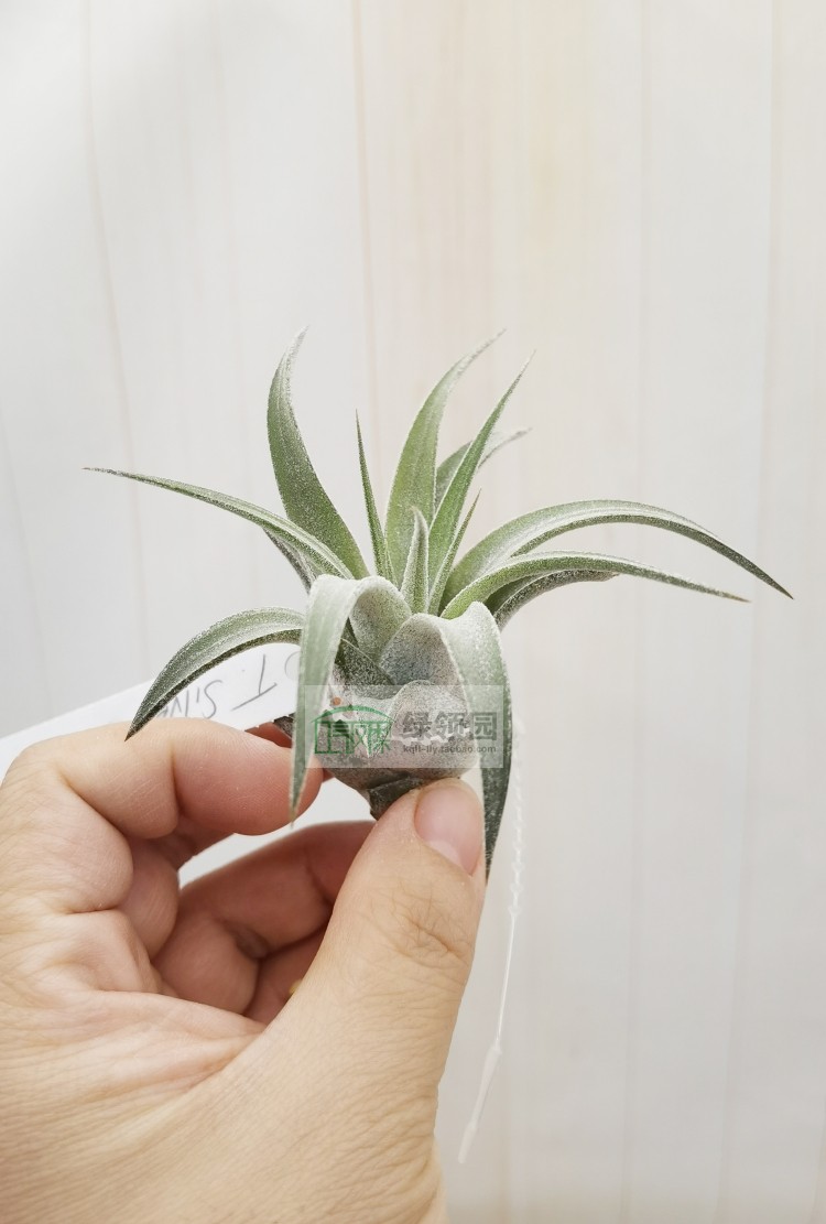 空气凤梨 Tillandsia Silver Trinket不褪色的鸟岩香槟精灵
