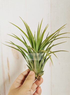 展示 空气凤梨 T.Concolor x Ion.Select Red 空可乐精灵精选红