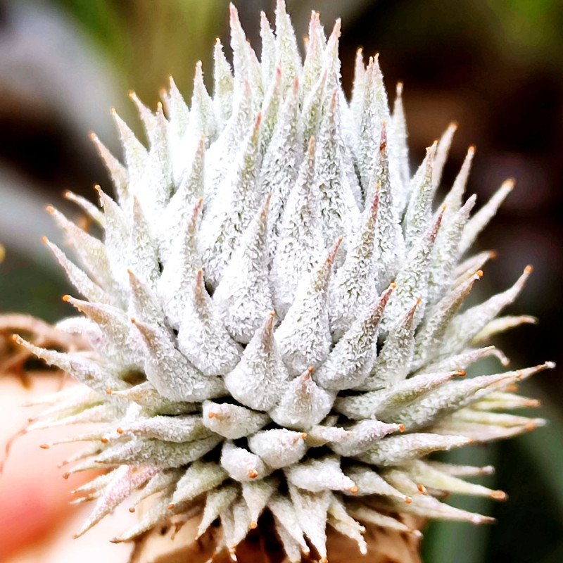 国内手播空凤品种植物无土栽培 Snow Mountain Nuts 雪山坚果