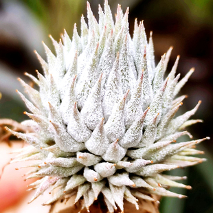 国内手播空凤品种植物无土栽培 Snow Mountain Nuts 雪山坚果