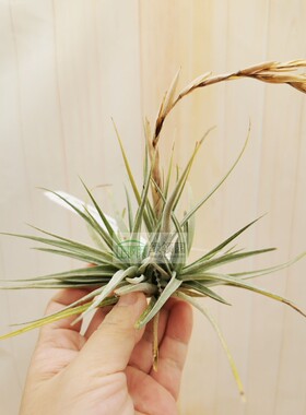 T.baguagrandensis x didisticha美花杂交x迪迪斯 热带