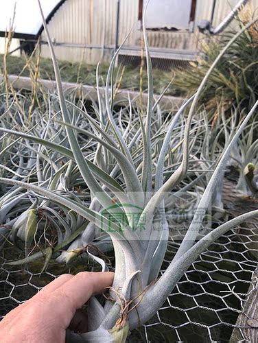 展示 空气凤梨 Tillandsia Albida x Intermedia阿比达x花中花