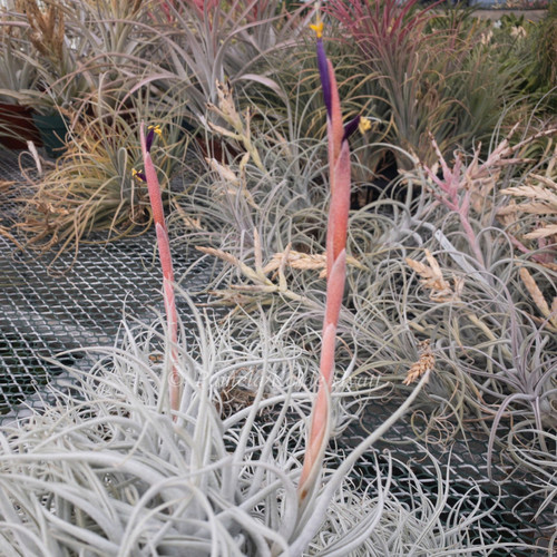 空气凤梨植物无土栽培室内