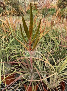 展示 空凤 鸟岩T.caput-medusae'Robust'x flabellata美杜莎x火焰