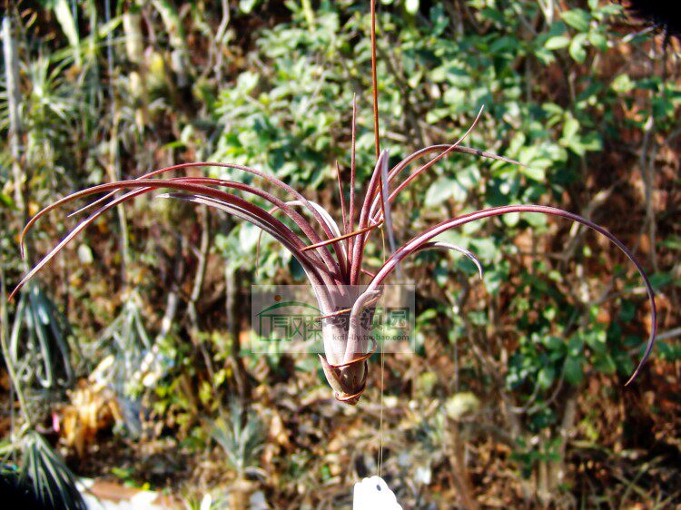 展 空凤 T.Celebration(T.bulbosa x T.brachycaulos)章鱼x贝可利