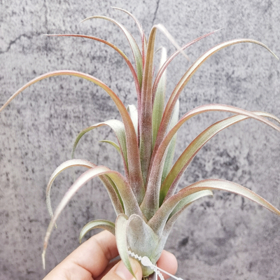 无土植物室内空气凤梨绿领园精灵